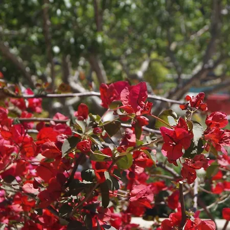 Les Jardins De Santa Giulia - Charmante Dhte 3* ポルトヴェッキオ