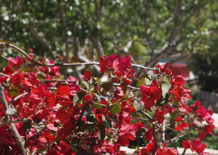 Les Jardins De Santa Giulia - Charmante Dhte 3* ポルトヴェッキオ